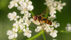 アブ錬　富山も始まりました