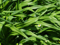 知人宅の新緑  -1