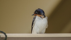 身近ないきもの -2/3