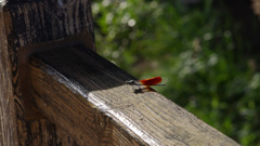 　－７　出会いは突然に