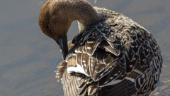 普通でいいのふつうで