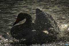 パンクもいけるわ