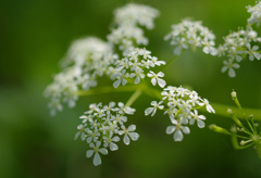 春の野草など -1