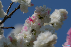 あなたにも　あげたい