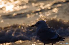 わんぱくでもいい：