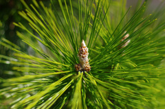 チャイルド　オブ　マツボックリ