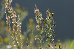 朝のさつえいウォーク
