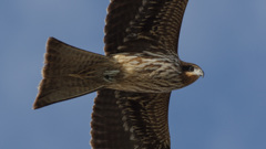 氷見漁港にて -1