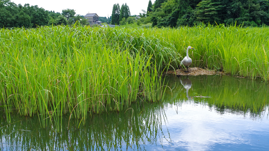 富山 田尻池の夏 -1/4