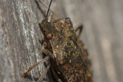 -2/2　 閲覧大歓迎