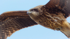バーズの眼はカメラの眼