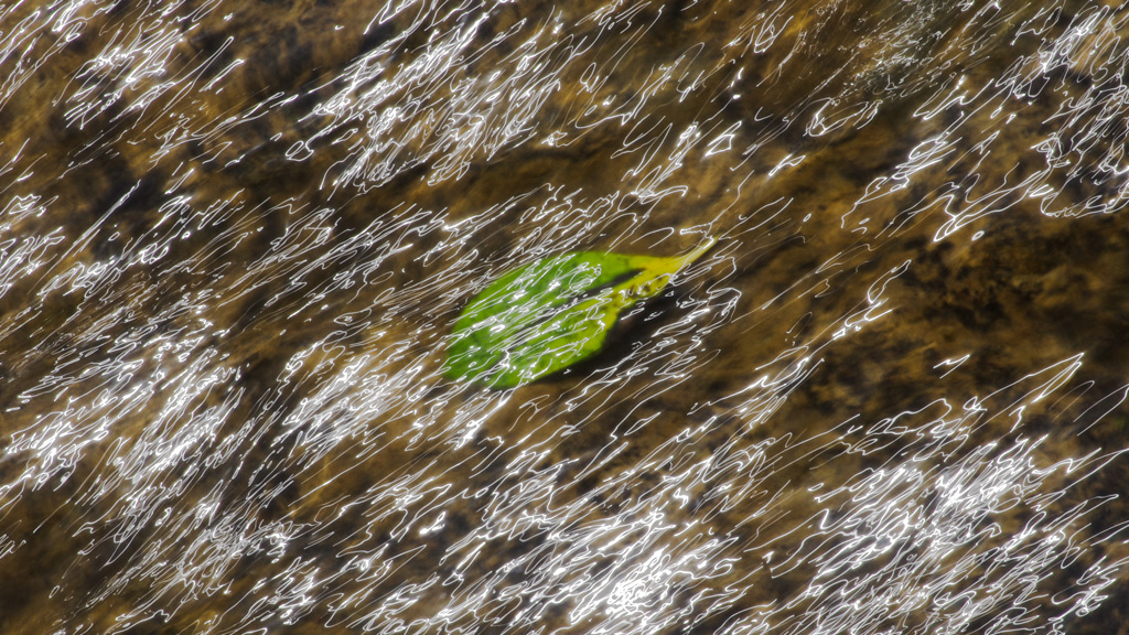 ウッドペッカー