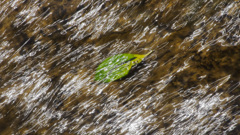 ウッドペッカー