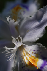 中庭で夢うつつ -5/7