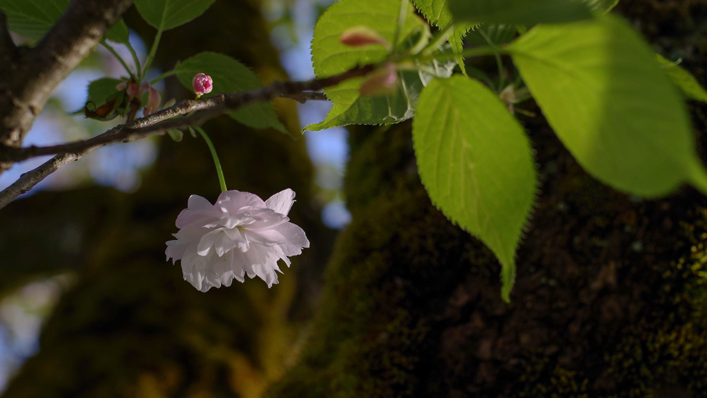 　-2/2  ねむネムショット