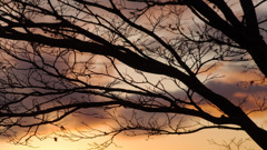  -116　 白いものが来る