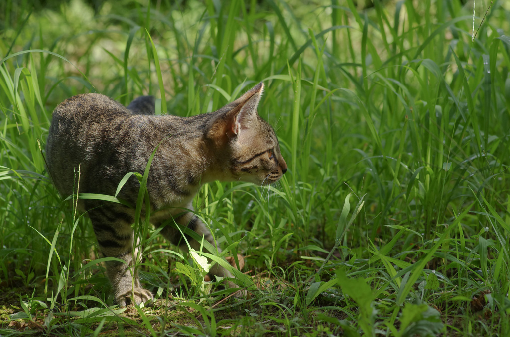 野獣は草むら