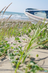 なぎさの緑（ｼﾝﾄﾞﾊﾞｯﾄ)