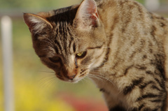 ネコがかわいいだとかﾎｯﾄｹ