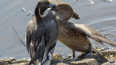 きゃああ　アツシ～～