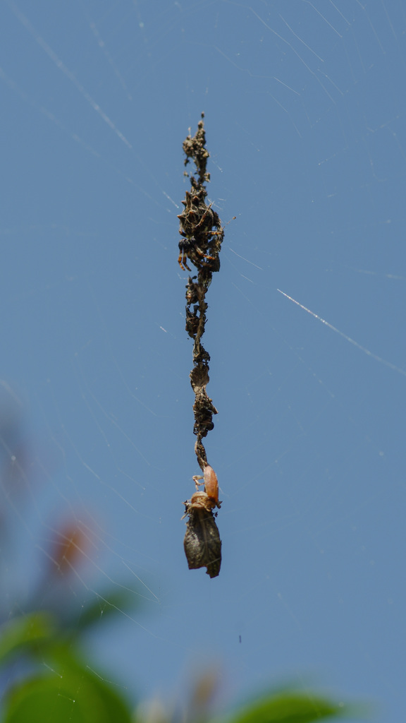 ＧＷ -１７　ただの樹木シベごみか