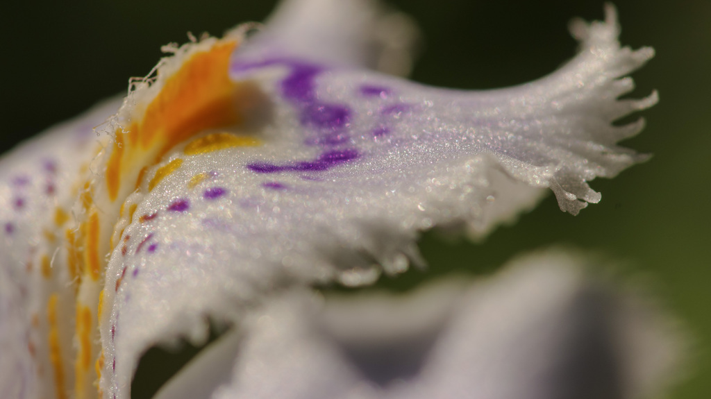 春マクロ オープン戦