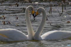 Saravah! １９７８