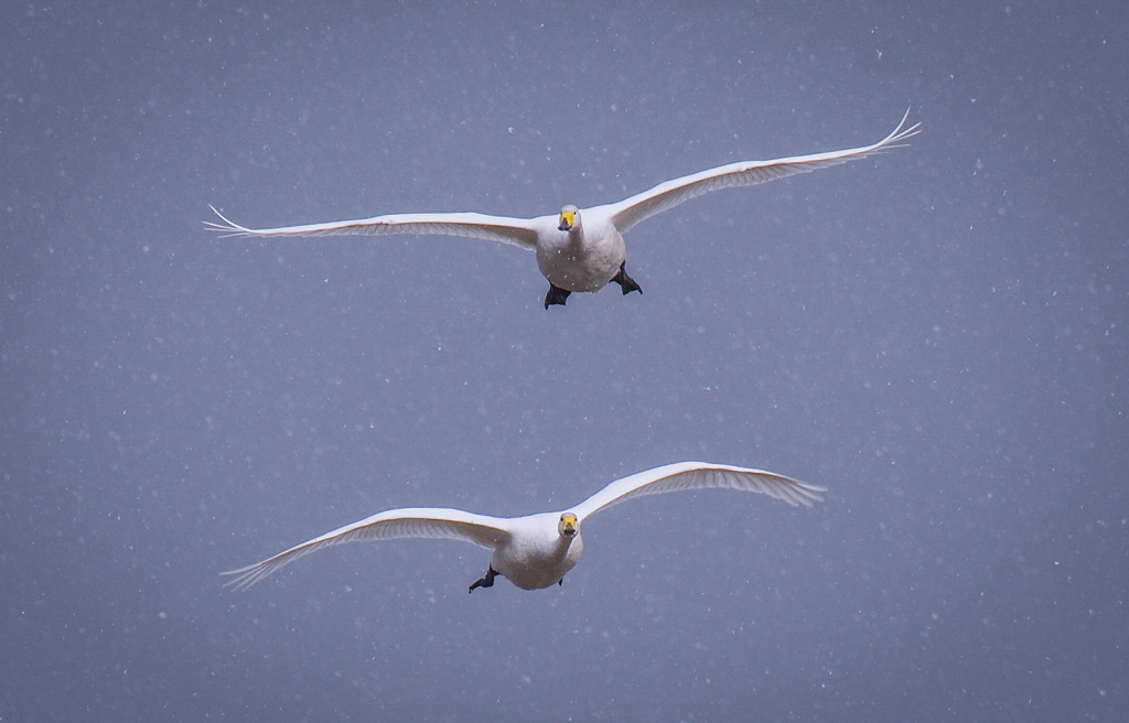 再掲で出ています