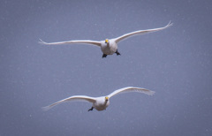 再掲で出ています