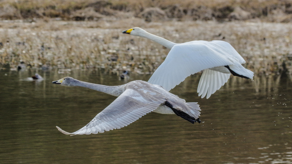 -5  親子テイクオフ