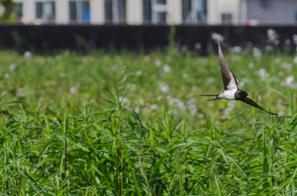 自由のスピード