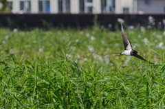 自由のスピード