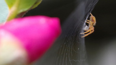 もう雪が降りますよ