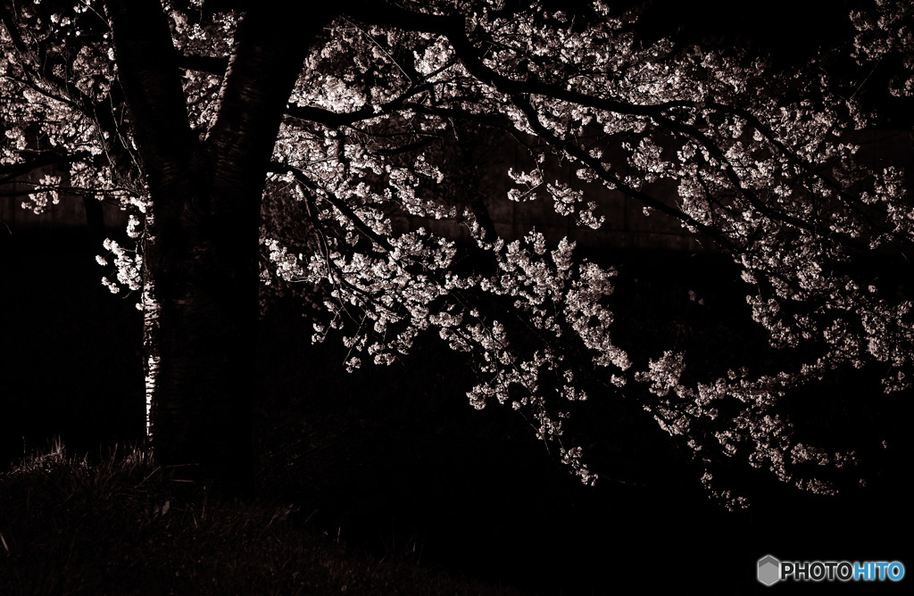 昔の写真で出ています