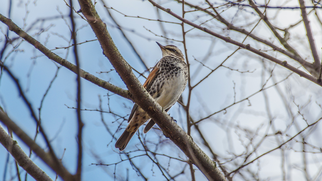 大晦日の野鳥たち