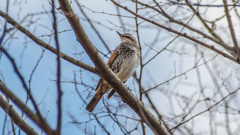 大晦日の野鳥たち