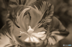 中庭で日向ぼっこ -4/7