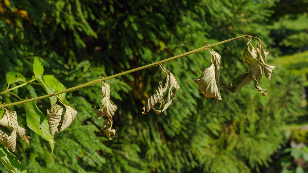 スマップじゃないだろう