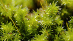 苔は地球を救う