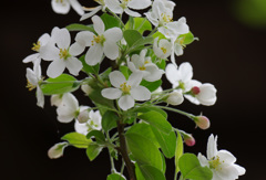 ヒメリンゴの花が咲いておりました。