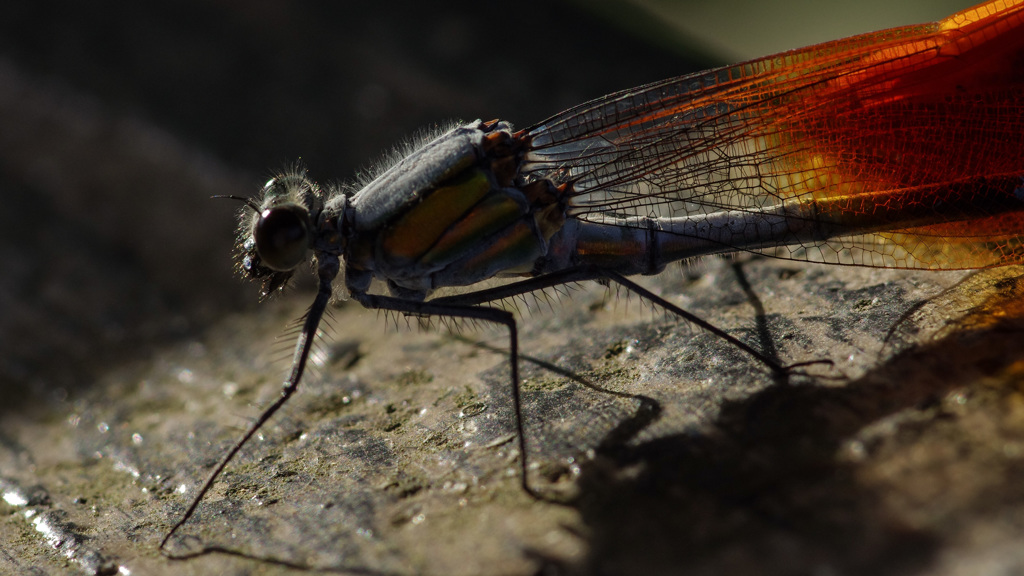  -8　 ゆっくり近づく