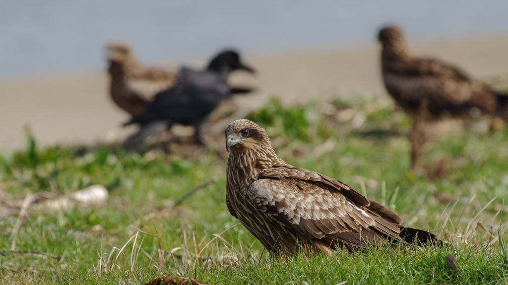 ヒト類は何をしておる