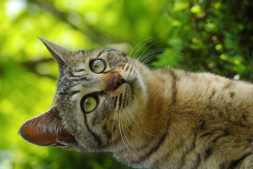 ねこ満開