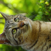 ねこ満開
