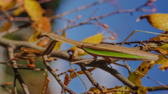 迎えるウィンター