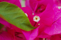 ﾌﾟﾁ植物園　-1