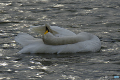 あなた　ネコでしょう