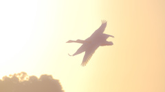 いっしょに溶けてしまいたい