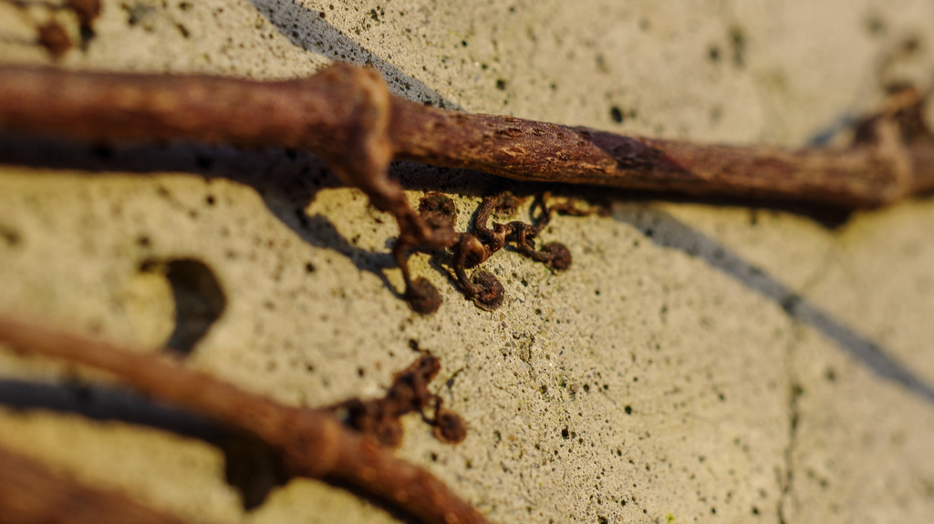 じつは、生きてます