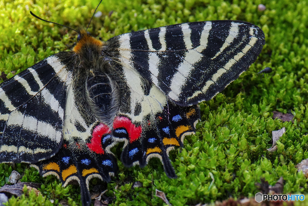 ギフチョウ